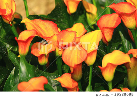 クワズイモ 海芋 かいう 39589099