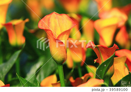 クワズイモ 海芋 かいう 39589100