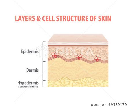 Layers & cell structure of skin vector on white Layers & cell structure of skin vector on white 39589170