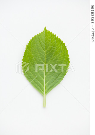 あじさいの葉　白背景 39589196