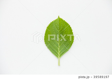 あじさいの葉　白背景 39589197
