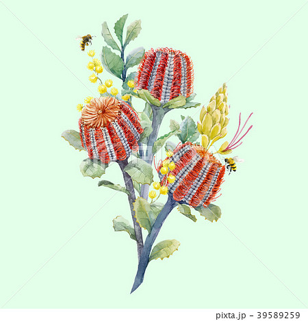 Watercolor australian banksia vector composition 39589259