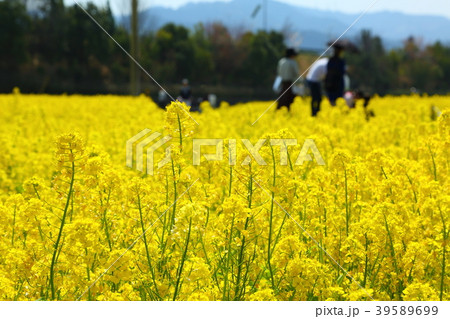 菜の花畑 39589699
