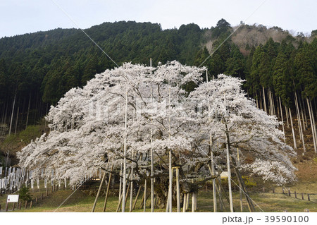 淡墨桜 39590100