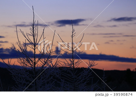北海道 陸別町の冬景色 北海道 陸別町の冬景色 39590874