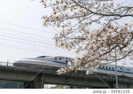 N700系とコブシの木 N700系とコブシの木 39591329