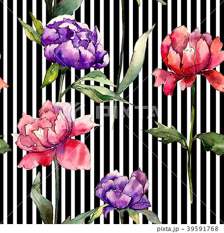 Colorful peony. Floral botanical flower. Wild 39591768