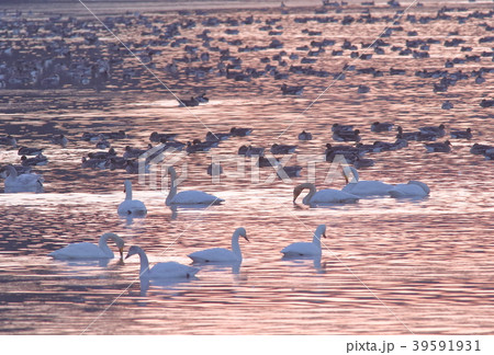 伊豆沼の朝 伊豆沼の朝 39591931