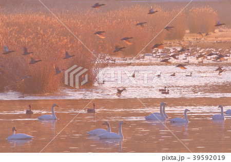 伊豆沼の朝 伊豆沼の朝 39592019