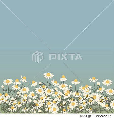 Vector illustration of chamomile flowers 39592217