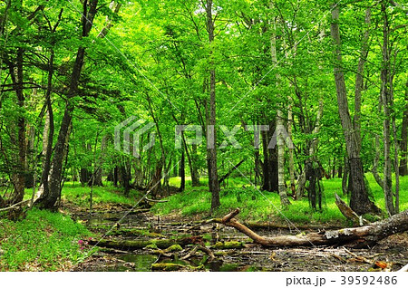 奥日光　千手ヶ浜ハイキングコースの新緑 39592486