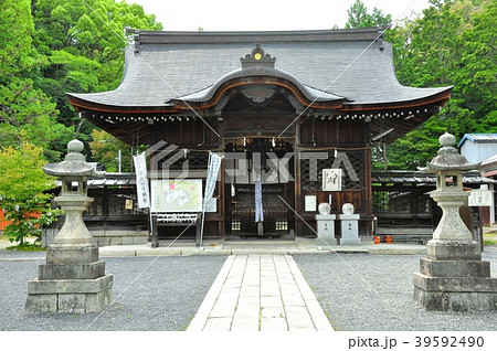 大津市三尾神社拝殿と新緑 39592490