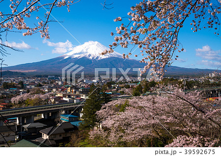 新倉浅間神社の桜と富士山 39592675
