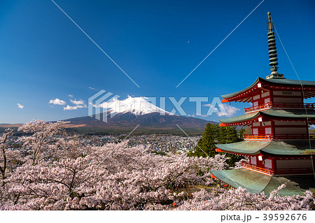 新倉浅間神社の桜と富士山 39592676