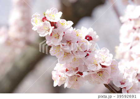 あんずの花 あんずの花 39592691