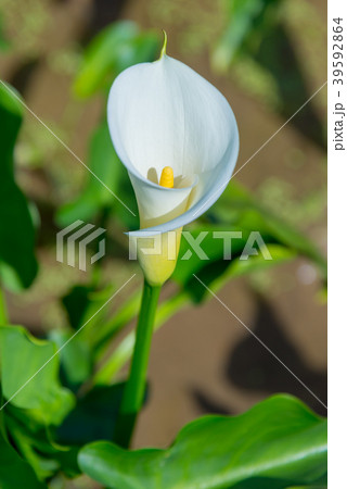 台北 台北市 タイペイ 39592864