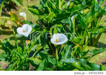 台北 台北市 タイペイ 39592869