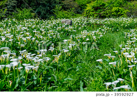 陽明山 花 フラワー 39592927
