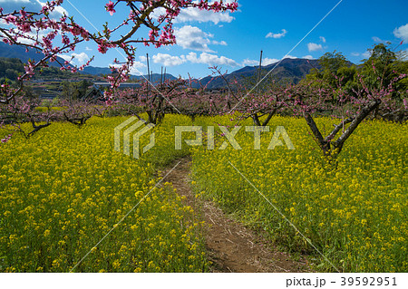 山梨県 桃 菜の花の写真素材