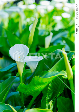 台北 台北市 タイペイ 39593022