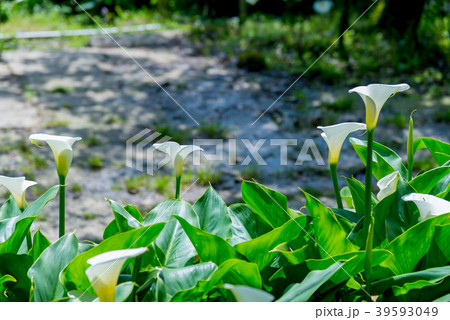 台北 台北市 タイペイ 39593049