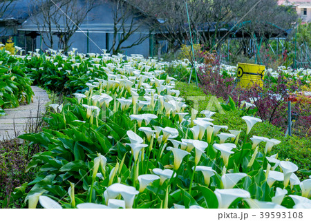 台北 台北市 タイペイ 39593108