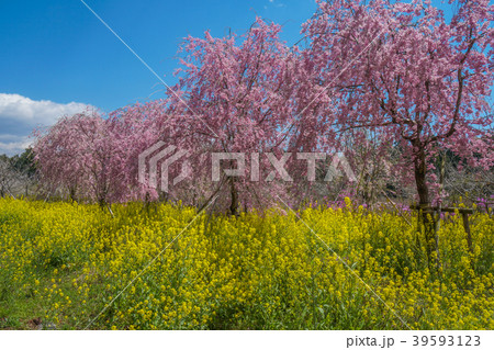 桜　菜の花 39593123
