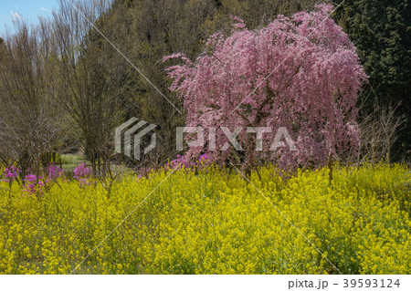 桜　菜の花 39593124