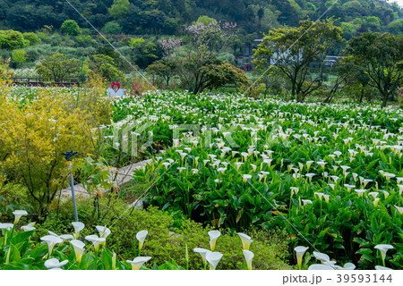 台北 台北市 タイペイ 39593144