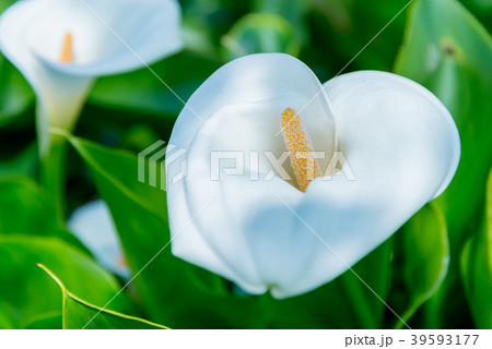 台北 台北市 タイペイ 39593177