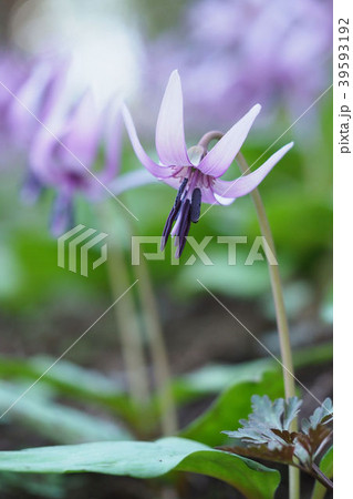 カタクリ 39593192