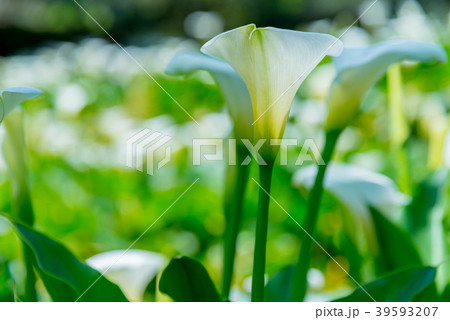 台北 台北市 タイペイ 39593207