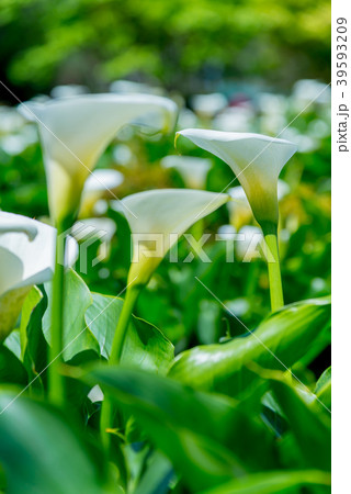 台北 台北市 タイペイ 39593209