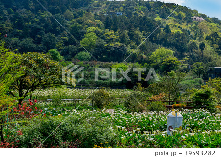台北 台北市 タイペイ 39593282