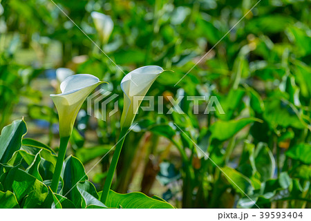 台北 台北市 タイペイ 39593404