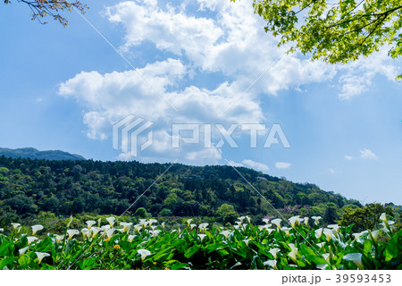 台北 台北市 タイペイ 39593453