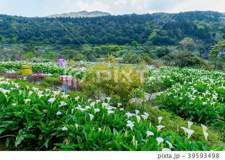 台北 台北市 タイペイ 39593498
