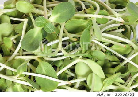 Green sunflower sprout Green sunflower sprout 39593751