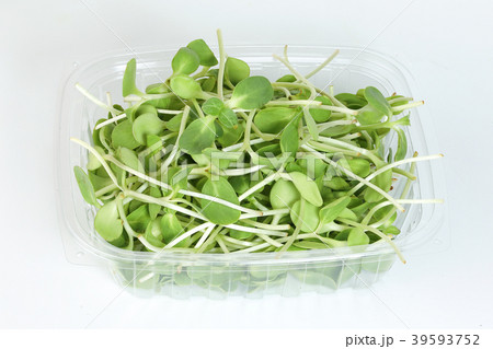 Green sunflower sprout Green sunflower sprout 39593752