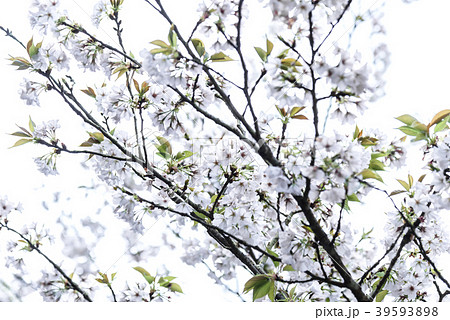 景色 風景 台湾 39593898