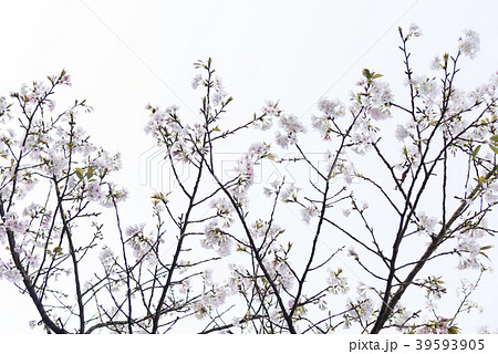 景色 風景 台湾 39593905