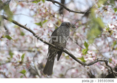 桜の木にとまるヒヨドリ 桜の木にとまるヒヨドリ 39593906
