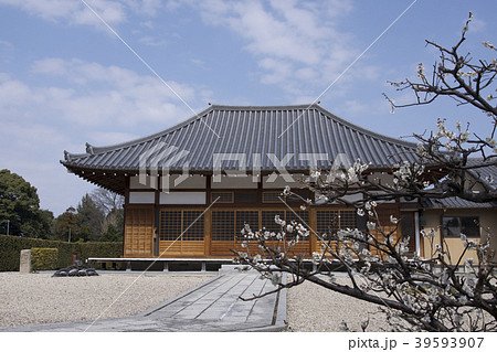 一本の梅と寺の本堂 39593907