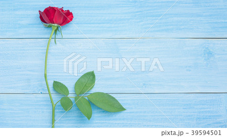 Red rose on a blue wooden table. 39594501