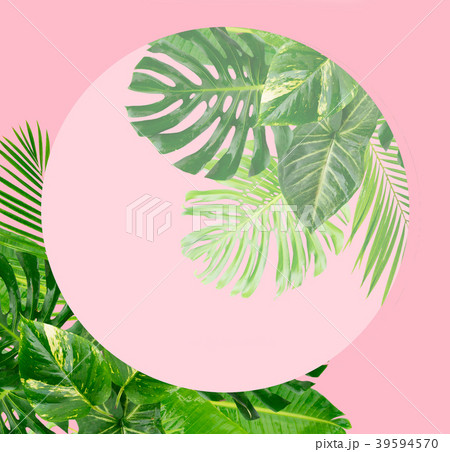Tropical green leaves 39594570