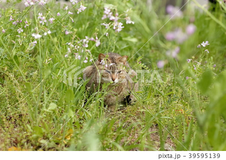 猫 39595139