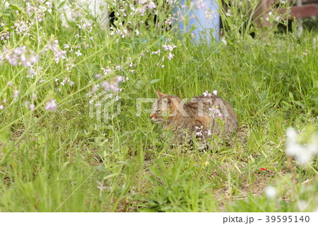 猫 猫 39595140