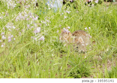猫 39595141