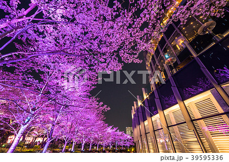 東京都 東京ミッドタウン 夜桜ライトアップの写真素材