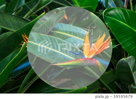 Tripical leaves background 39595679